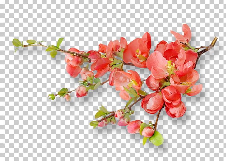 Cherry Blossom Orange Blossom Flower PNG, Clipart, Berry, Blossom, Branch, Cherry, Cherry Blossom Free PNG Download