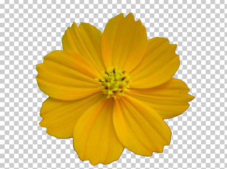 Desktop Flower PNG, Clipart, Alt Attribute, Best, Calendula, Clipart, Cosmos Free PNG Download