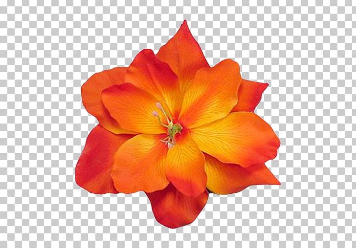 Orange Cut Flowers Petal Common Daisy PNG, Clipart, Annual Plant, Artificial Flower, Common Daisy, Cut Flowers, Flower Free PNG Download