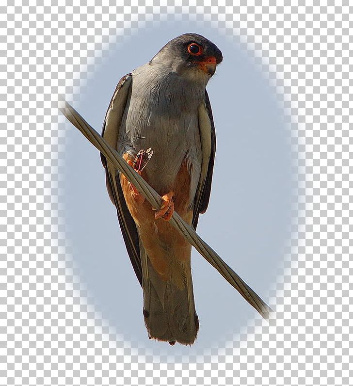 Red-footed Falcon Amur Falcon Falconiformes Wing Beak PNG, Clipart, Amur Falcon, Beak, Bird, Falco, Falcon Free PNG Download