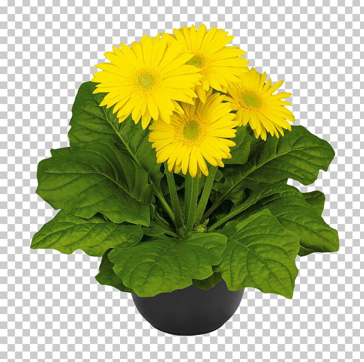 Transvaal Daisy Chrysanthemum Cut Flowers Plant Carnation PNG, Clipart, Annual Plant, Bromeliads, Carnation, Chrysanthemum, Chrysanths Free PNG Download