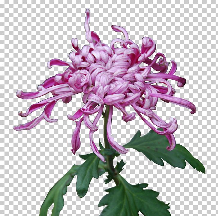 Chrysanthemum Xd7grandiflorum Purple Yellow Plant PNG, Clipart, Chrysanthemum Xd7grandiflorum, Chrysanths, Cut Flowers, Drawing, Euclidean Vector Free PNG Download