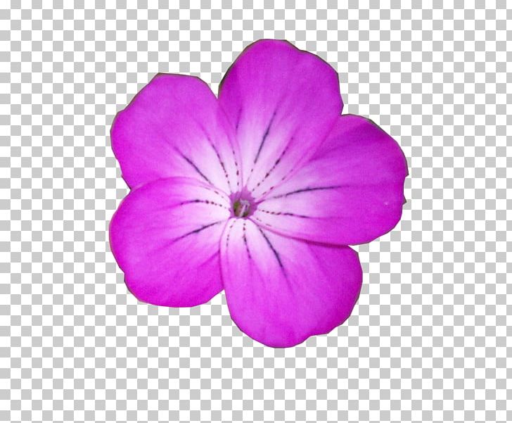 Crane's-bill Violet Herbaceous Plant Family PNG, Clipart,  Free PNG Download