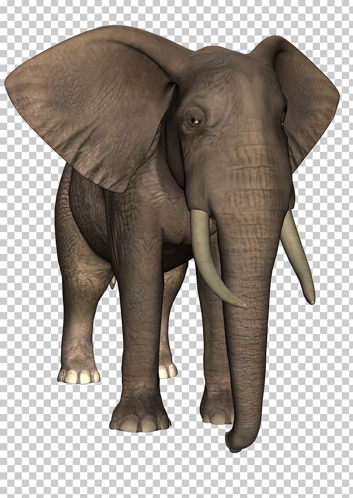Indian Elephant African Elephant Tusk Wildlife PNG, Clipart, African Elephant, Animal, Animals, Asian Elephant, Elefant Free PNG Download