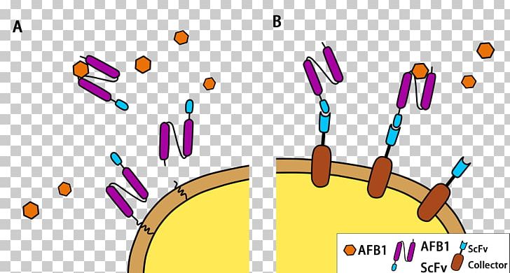 Aflatoxin Cell Toxicity Poison PNG, Clipart, Aflatoxin, Antibody, Bacteria, Biological Membrane, Cell Free PNG Download