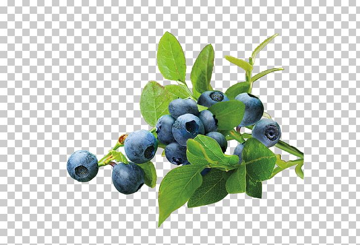 Blueberry Tea Organic Food PNG, Clipart, Aristotelia Chilensis, Berry, Bilberry, Blueberries, Blueberry Free PNG Download