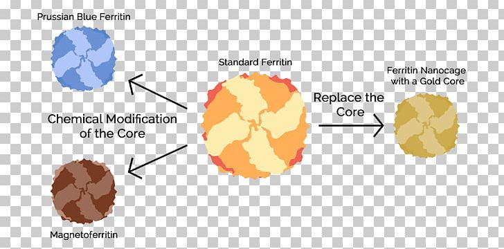 Organism Line Angle Diagram PNG, Clipart, Angle, Area, Art, Diagram, Line Free PNG Download