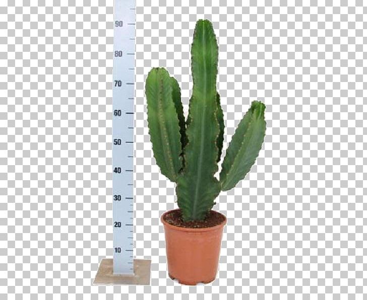 San Pedro Cactus Euphorbia Ingens Euphorbia Milii Cactaceae Houseplant PNG, Clipart, Acanthocereus Tetragonus, Cactaceae, Cactus, Echeveria, Echinocactus Free PNG Download