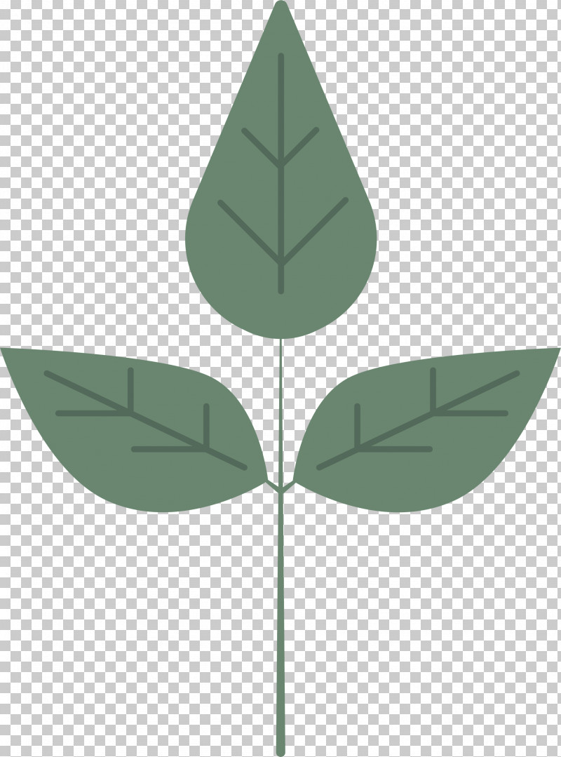 Leaf Plant Stem Green Angle M-tree PNG, Clipart, Angle, Biology, Green, Leaf, Meter Free PNG Download