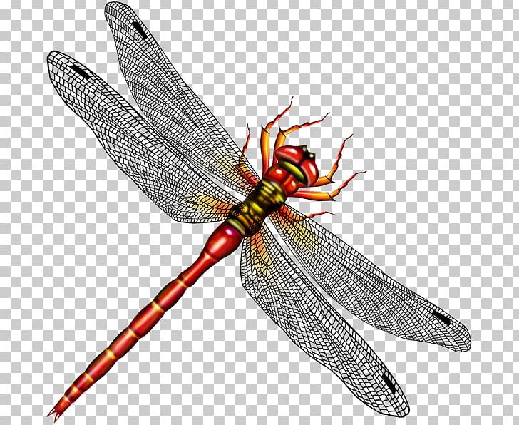 Dragonfly PNG, Clipart, Arthropod, Download, Dragonflies And Damseflies, Dragonfly, Drawing Free PNG Download