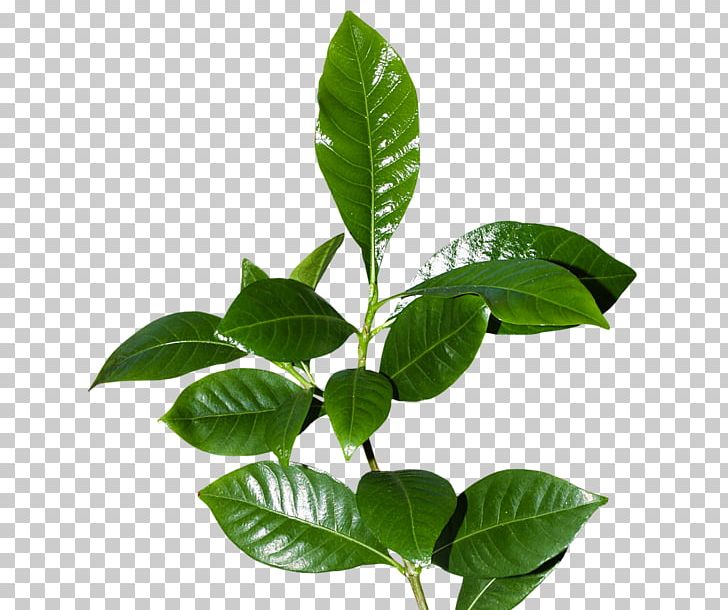 Leaflet Tree Plant PNG, Clipart, Branch, Leaf, Leaflet, Organ, Pea Free PNG Download