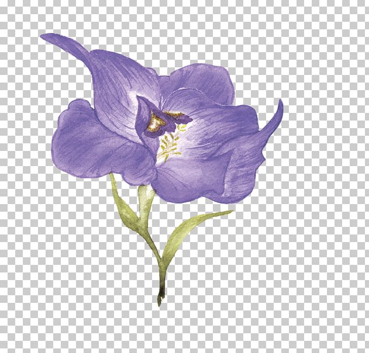 Purple Flower PNG, Clipart, Adobe Illustrator, Bellflower Family, Designer, Encapsulated Postscript, Flora Free PNG Download