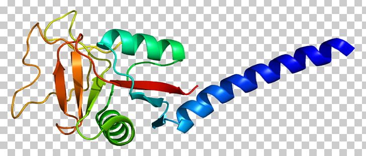 CLEC3B Protein Ensembl Gene C-type Lectin PNG, Clipart, 3 B, Ctype Lectin, Ensembl, Gene, Genome Free PNG Download