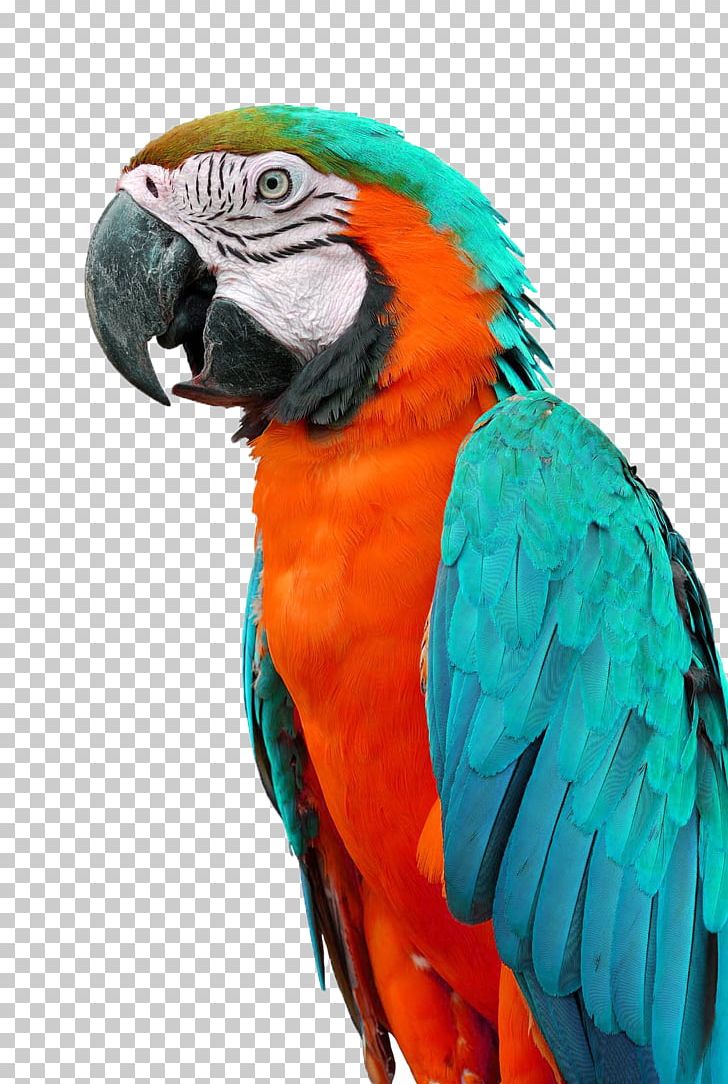 Budgerigar Parrot Parrot Bird Red-crowned Amazon PNG, Clipart, Amazon Parrot, Animal, Animals, Asuka, Beak Free PNG Download