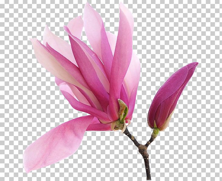 Magnolia Art PNG, Clipart, Art, Blossom, Branch, Bud, Drawing Free PNG Download