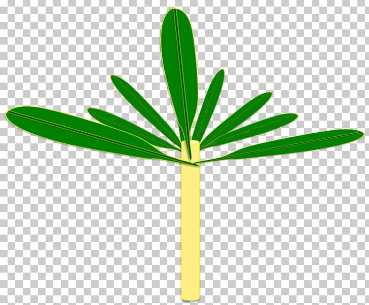 Plant Stem Banana Tree Corm PNG, Clipart, Banana, Corm, Flower, Flowering Plant, Food Drinks Free PNG Download
