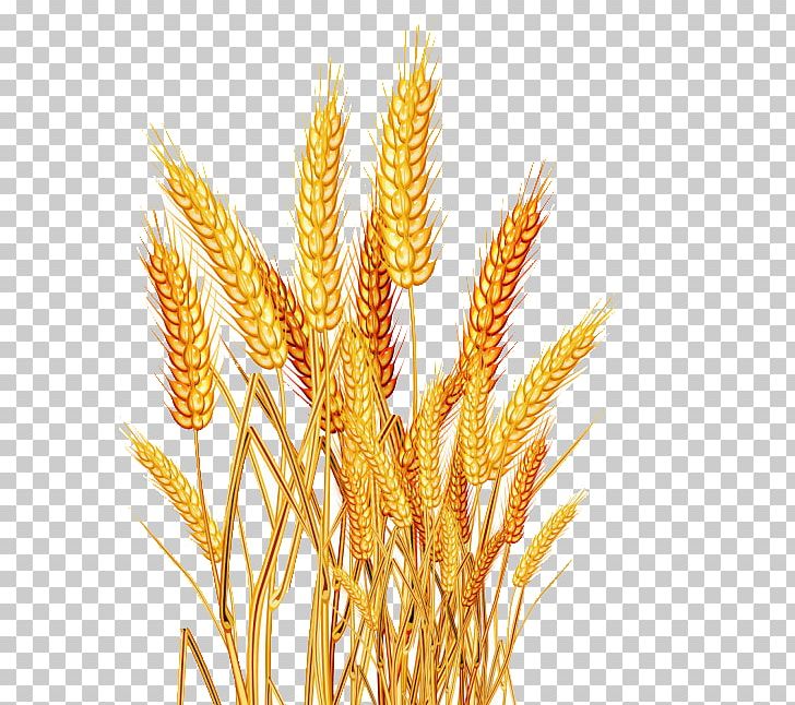 Rice Oryza Sativa Wheat Seed PNG, Clipart, Agriculture, Ahi, Brown Rice, Caryopsis, Cereal Free PNG Download