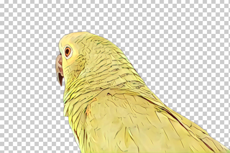 Feather PNG, Clipart, Beak, Bird, Budgie, Feather, Parakeet Free PNG Download