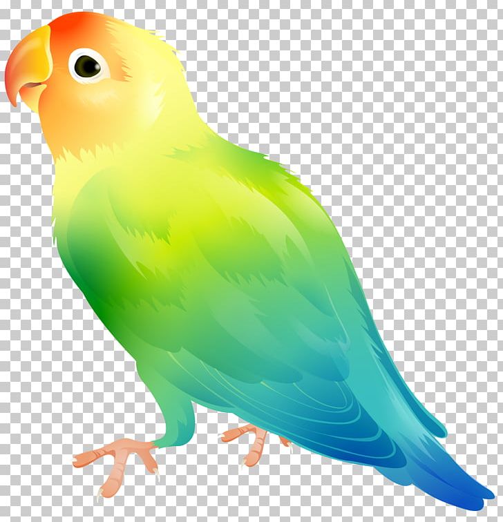 Lovebird Parrot PNG, Clipart, Beak, Bird, Birds, Budgerigar, Clip Art Free PNG Download