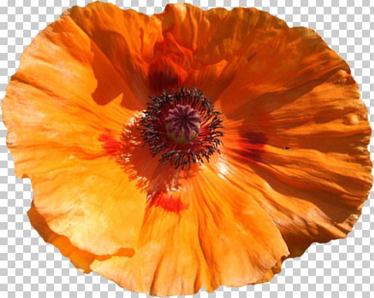 Poppy Flower PNG, Clipart, Cartoon, Color, Decorative, Floral, Floral Patterns Free PNG Download