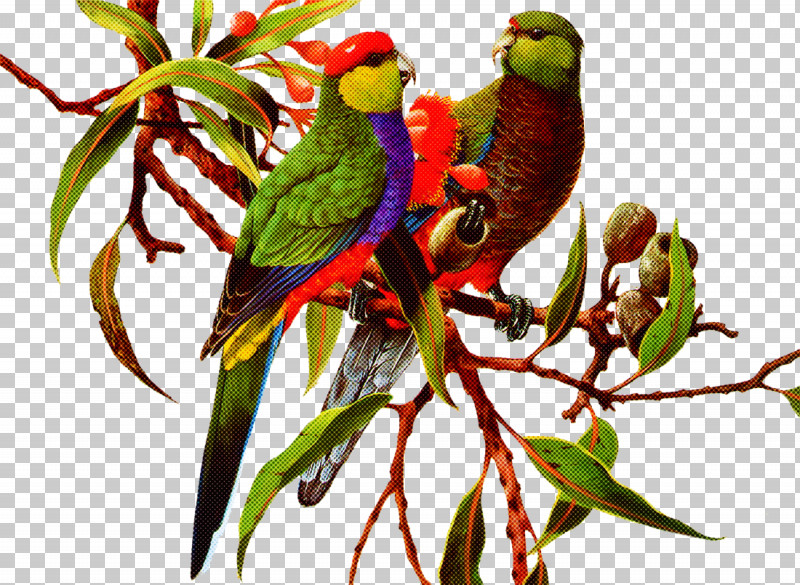 Bird Lorikeet Parrot Budgie Parakeet PNG, Clipart, Beak, Bird, Branch, Budgie, Lorikeet Free PNG Download