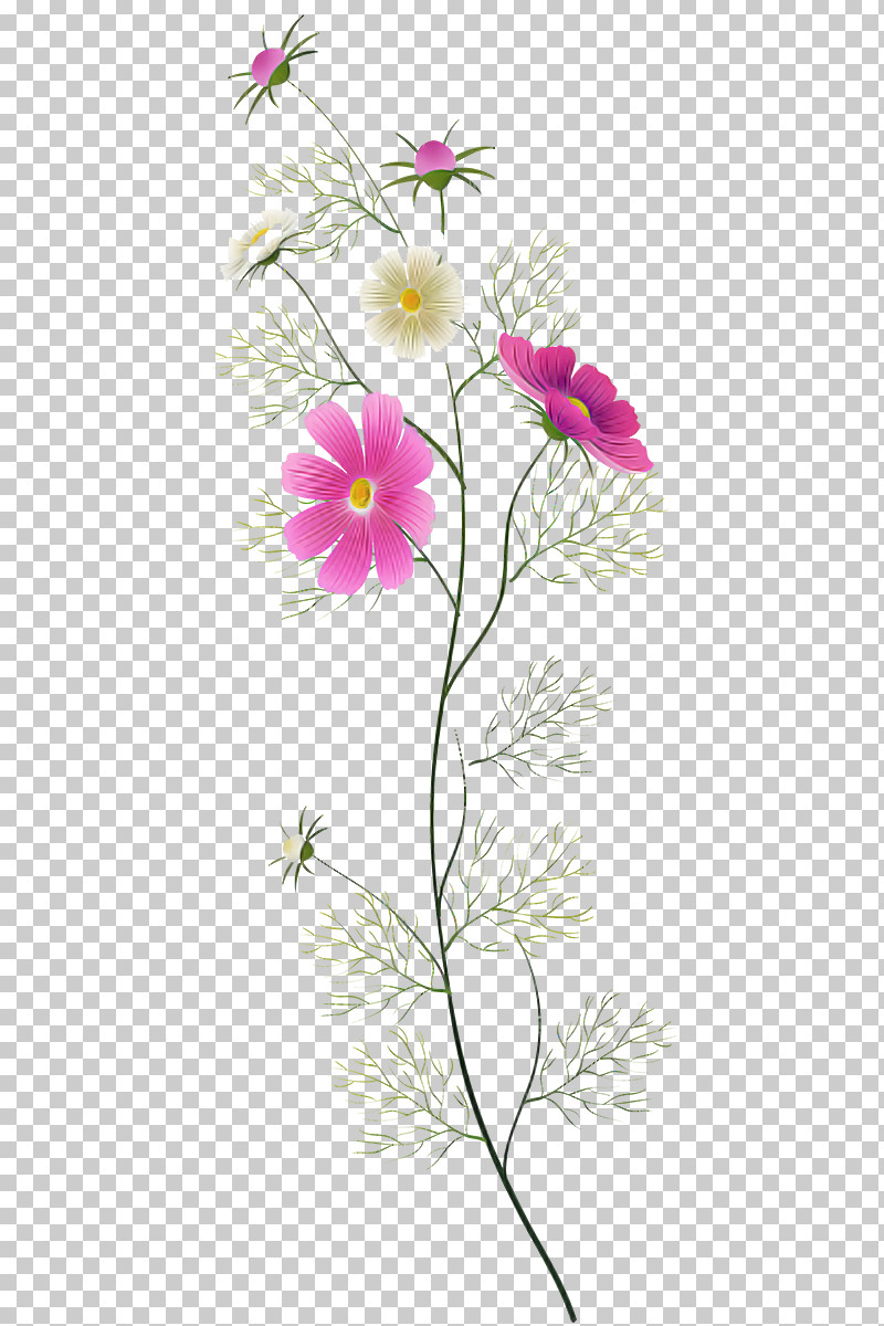 Flower Plant Pedicel Petal Pink PNG, Clipart, Flower, Garden Cosmos, Pedicel, Petal, Pink Free PNG Download