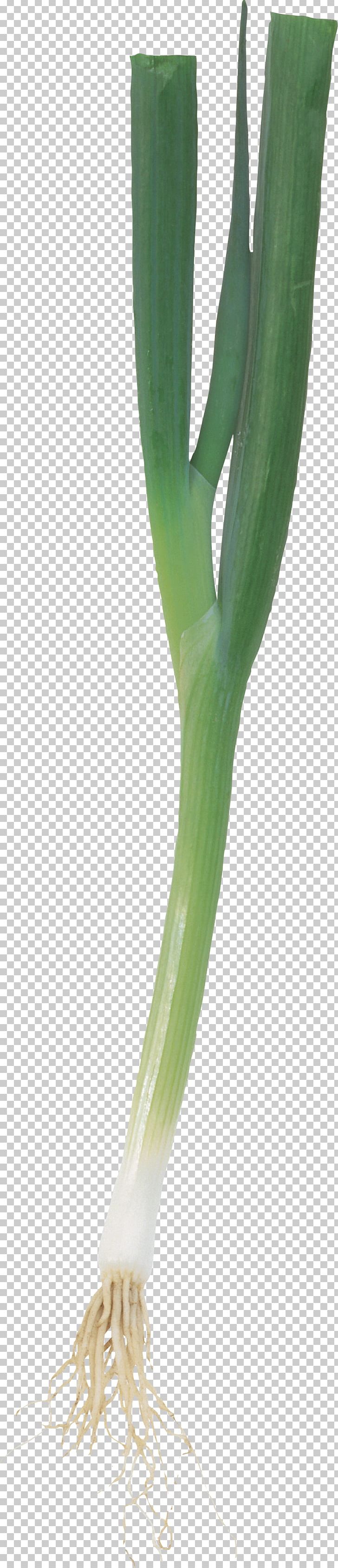 Leek PNG, Clipart, Leek Free PNG Download