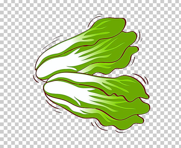 Raw Foodism Chinese Cabbage Vegetable Illustration PNG, Clipart, Cabbage, Cartoon, Chinese, Chinese, Chinese Border Free PNG Download