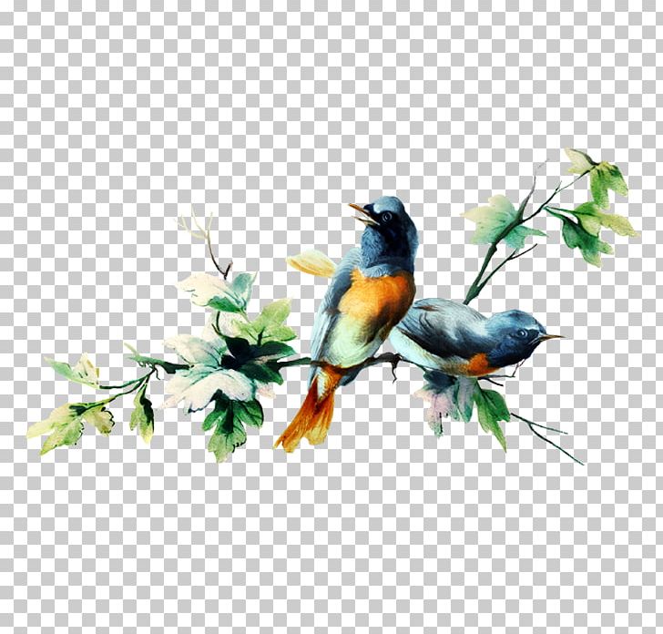 Bird PNG, Clipart, Animals, Branch, Encapsulated Postscript, Fauna, Feather Free PNG Download