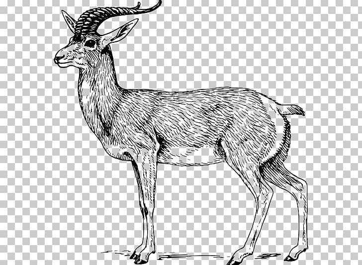 A Pronghorn Antelope A Pronghorn Antelope Drawing PNG, Clipart, Animal Figure, Antelope, Antler, Art, Black And White Free PNG Download