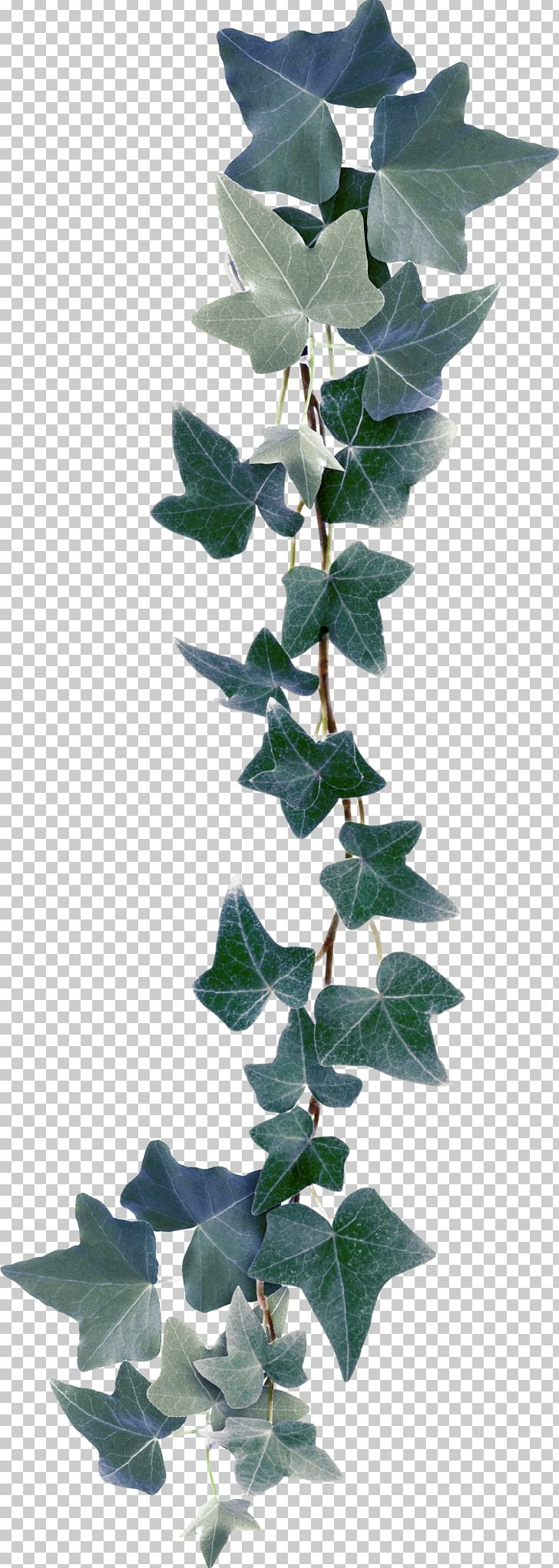 Bindweed Ivy Plant PNG, Clipart, Autum, Beauty Parlour, Blade, Branch, Day Spa Free PNG Download