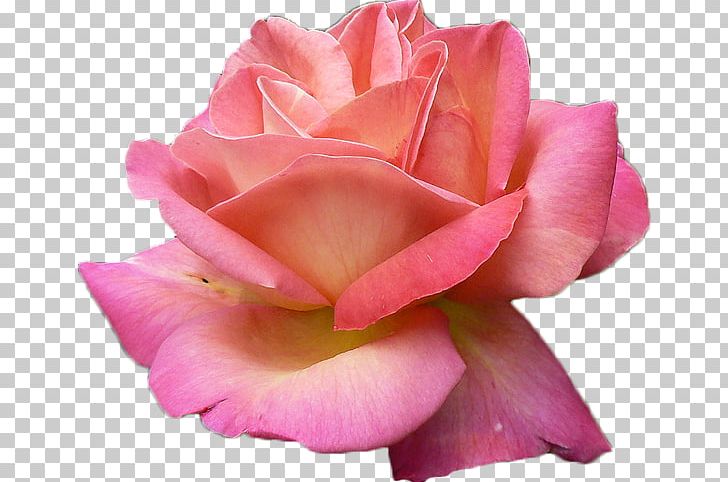 Rose Pink Flowers Pink Flowers PNG, Clipart, Begonia, China Rose, Closeup, Cut Flowers, Floribunda Free PNG Download
