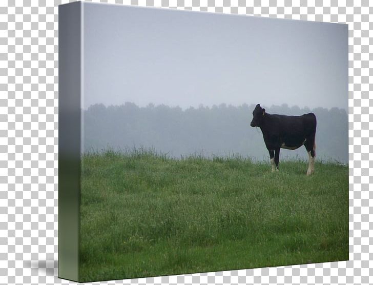 Cattle Pasture Frames Farm Sky Plc PNG, Clipart, Cattle, Cattle Like Mammal, Cow Goat Family, Farm, Field Free PNG Download