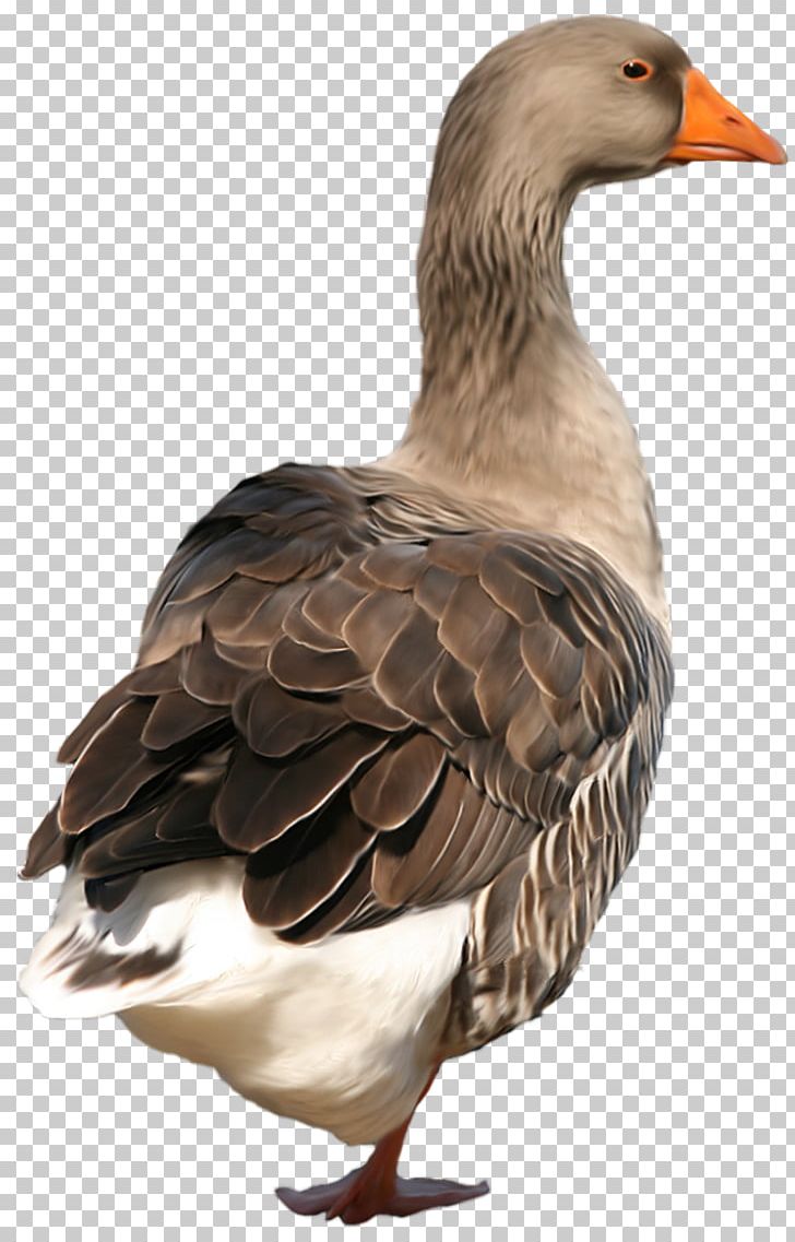 Duck Bird Goose Vasifresh PNG, Clipart, Anatidae, Animals, Beak, Bird, Chicken Meat Free PNG Download