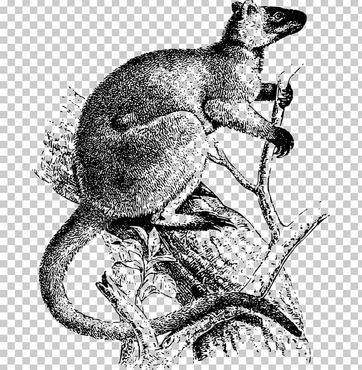 Koala Vertebrate Marsupial Kangaroo Macropodidae PNG, Clipart,  Free PNG Download