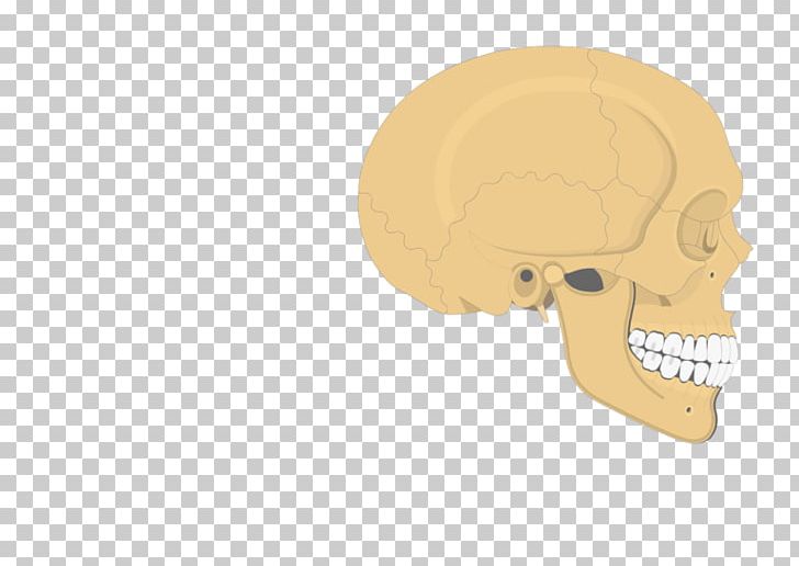 Skull Zygomatic Process Of Temporal Bone Nose Frontal Process Of Maxilla PNG, Clipart, Angle, Bone, Ear, Fantasy, Frontal Bone Free PNG Download