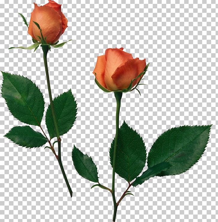 Beach Rose Flower Desktop Garden Roses PNG, Clipart, Art, Beach Rose, Blackpink, Bud, Cut Flowers Free PNG Download