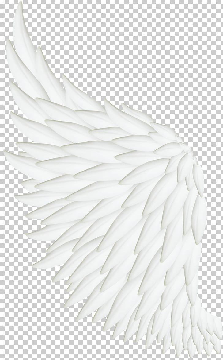 Bird Wing White Feather PNG, Clipart, Angel, Angel Wing, Angel Wings, Beak, Bird Free PNG Download
