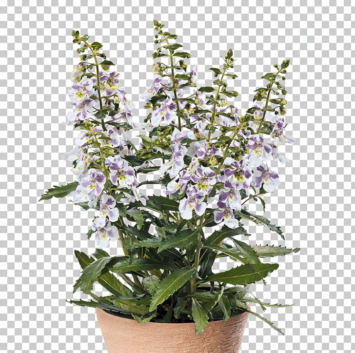 Common Sage Hyssopus Catnips Flowerpot Flowering Plant PNG, Clipart, Balkon, Common Sage, Flower, Flowering Plant, Flowerpot Free PNG Download