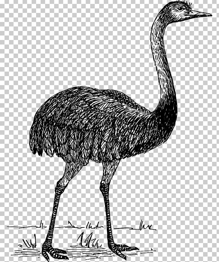 Flightless Bird Common Ostrich Rhea PNG, Clipart, Animal, Animals, Beak, Bird, Bla Free PNG Download