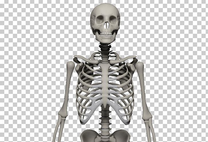 Human Skeleton Bone Skull PNG, Clipart, Bone, Cytoskeleton, Digital Image, Endoskeleton, Exoskeleton Free PNG Download
