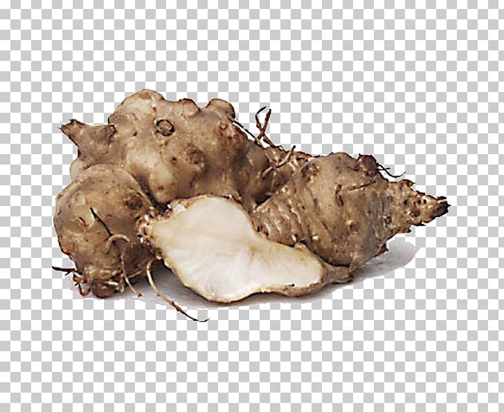 Jerusalem Artichoke Common Sunflower Vegetable Tuber PNG, Clipart, Artichoke, Artichokes, Cardoon, Common Sunflower, Daisy Family Free PNG Download