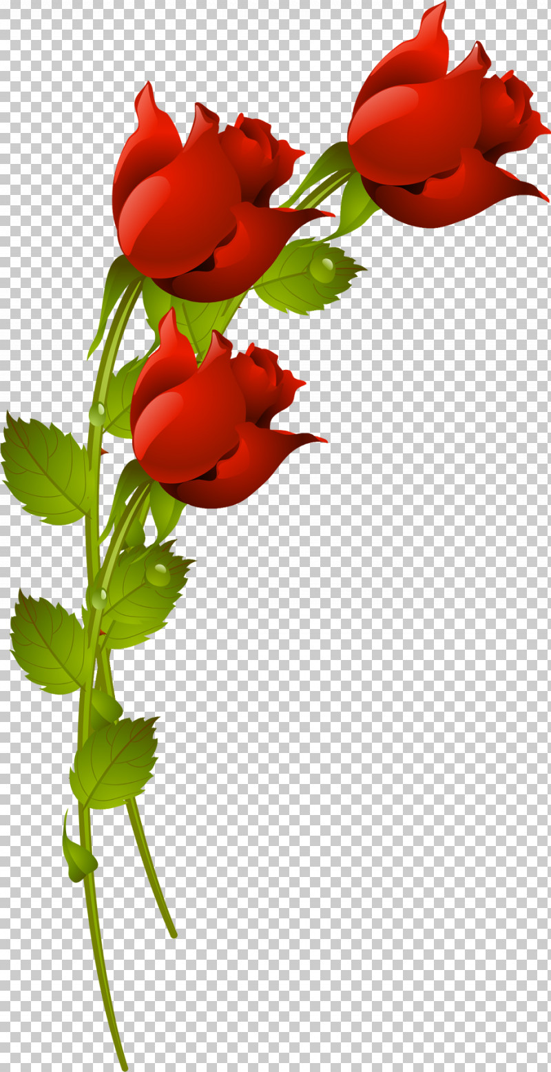 Three Flowers Three Roses Valentines Day PNG, Clipart, Coquelicot, Flower, Pedicel, Petal, Plant Free PNG Download