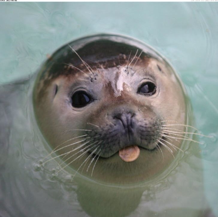 Belgrade Zoo Harbor Seal Pinniped Elephant Seal Sea Lion PNG, Clipart, Animal, Animals, Baikal Seal, Elephant Seal, Fauna Free PNG Download