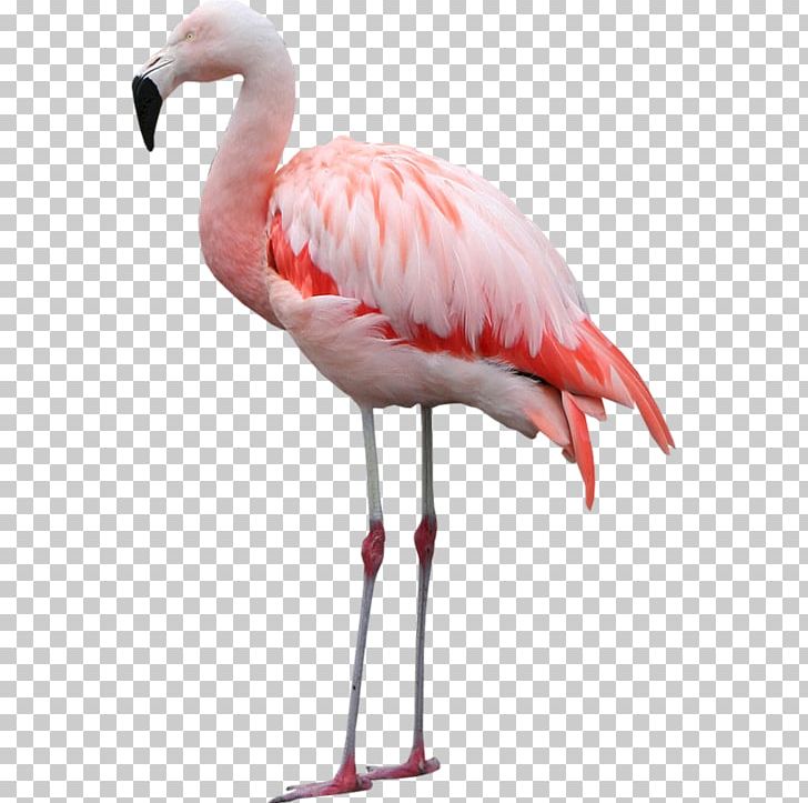 Bird Of Prey Greater Flamingo PNG, Clipart, Animal, Animals, Beak, Bird, Bird Of Prey Free PNG Download