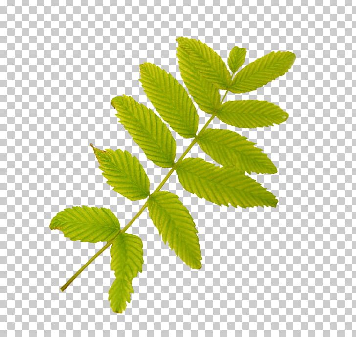 Leaf PNG, Clipart, 1080p, Blog, Branch, Desktop Wallpaper, Directory Free PNG Download