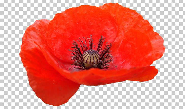Remembrance Poppy Common Poppy PNG, Clipart, Cicek Resimleri, Common Poppy, Coquelicot, Digital Image, Flower Free PNG Download