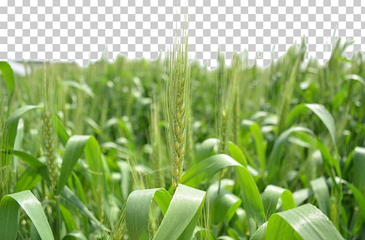 Triticale Green PNG, Clipart, Agriculture, Background Green, Cereal, Computer Wallpaper, Crop Free PNG Download