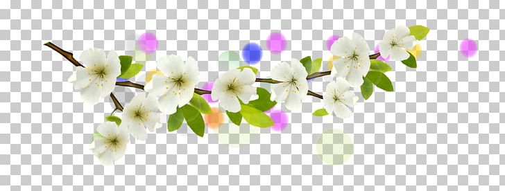 Flower Branch PNG, Clipart, Apricot Vector, Background White, Black White, Blossom, Computer Wallpaper Free PNG Download