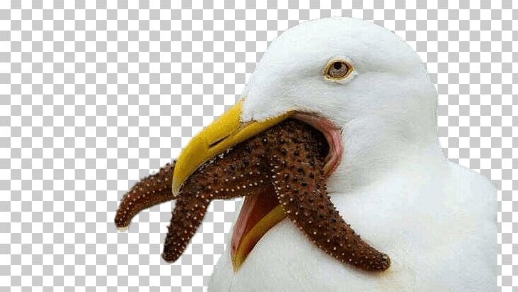 Gulls Bird Starfish Eating Food PNG, Clipart, Animals, Beak, Bird, Bird Nest, Child Free PNG Download